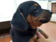 Todinho