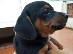 Cachorro raça Viralata idade Abaixo de 2 meses nome Todinho