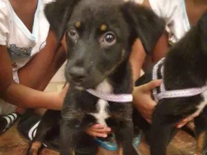 Cachorro raça SRD idade 2 a 6 meses nome Ainda sem nome