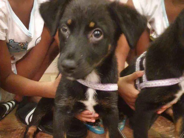 Cachorro ra a SRD idade 2 a 6 meses nome Ainda sem nome