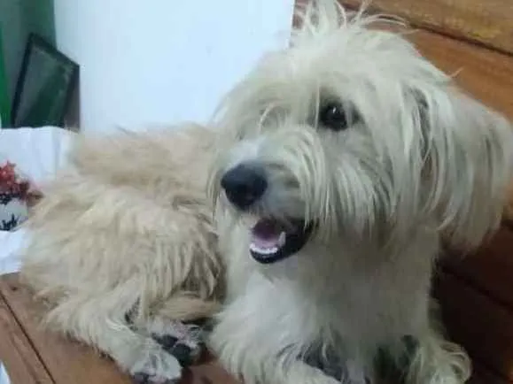 Cachorro ra a Yorkshire (misturado) idade 1 ano nome Sem nome