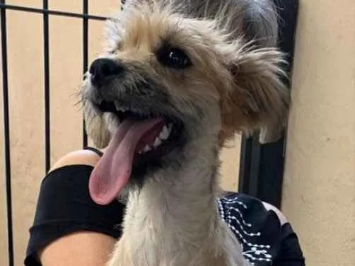 Cachorro ra a Srd idade 7 a 11 meses nome Pituca