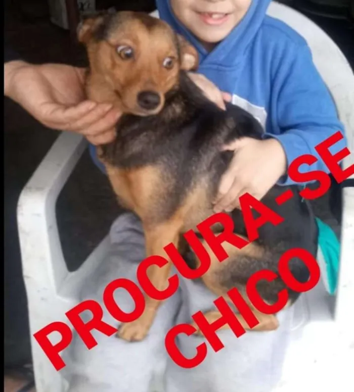 Cachorro ra a Pintcher idade 7 a 11 meses nome Chico