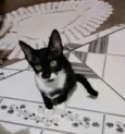 Tico