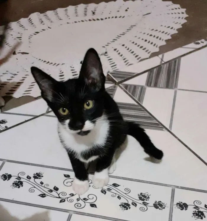 Gato ra a Srd idade 2 a 6 meses nome Tico