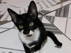 Gato raça Srd idade 2 a 6 meses nome Tico