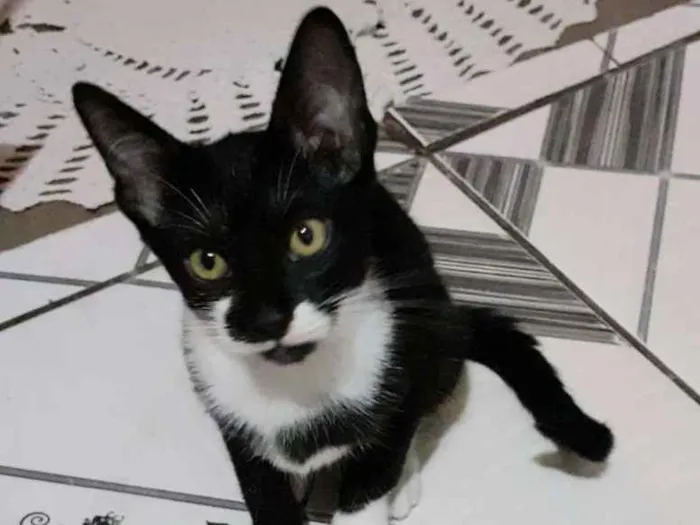 Gato ra a Srd idade 2 a 6 meses nome Tico