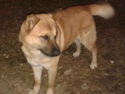 Cachorro raça Xau Xau com Pastor Alemão idade 4 anos nome Rhabito