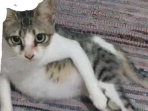 Gato raça Gato de pelo curto idade 2 anos nome MAIA