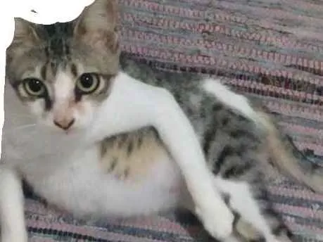 Gato ra a Gato de pelo curto idade 2 anos nome MAIA