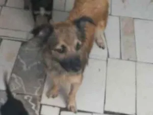 Cachorro raça Indefini idade 2 a 6 meses nome Sem nome