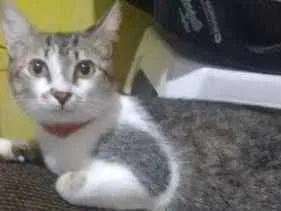 Gato raça SRD idade 7 a 11 meses nome Mircha