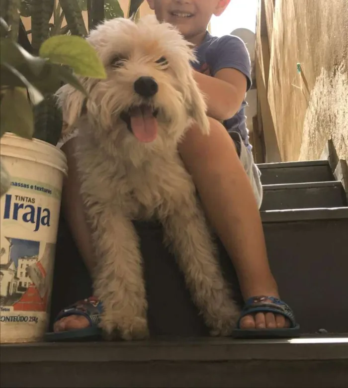 Cachorro ra a Maltês  idade  nome Dollar 
