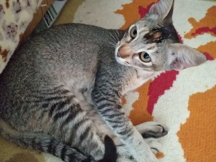 Gato ra a Desconhecida idade 2 a 6 meses nome Sem nome