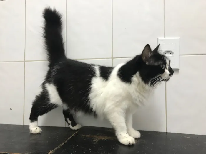 Gato ra a SRD idade 1 ano nome Alice