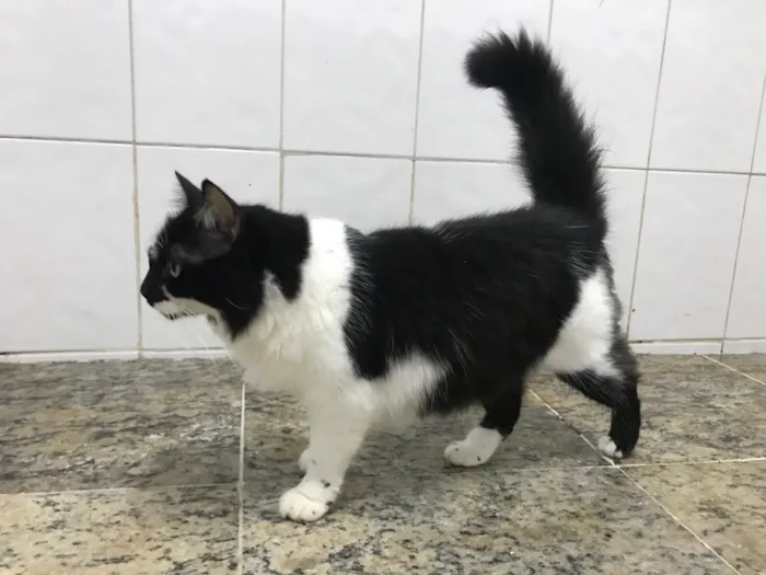 Gato ra a SRD idade 1 ano nome Alice