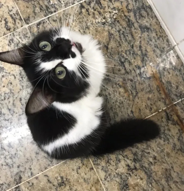 Gato ra a SRD idade 1 ano nome Alice