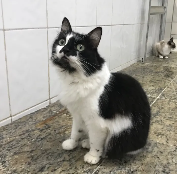Gato ra a SRD idade 1 ano nome Alice