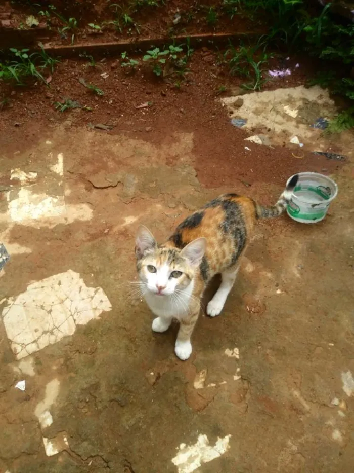 Gato raça Gato normal idade 2 a 6 meses nome Pretinha