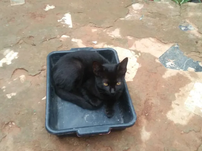 Gato raça Gato normal idade 2 a 6 meses nome Pretinha