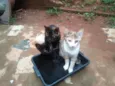 Pretinha