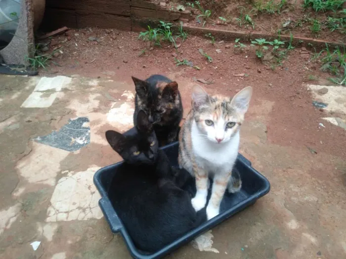 Gato raça Gato normal idade 2 a 6 meses nome Pretinha