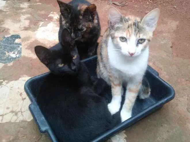 Gato raça Gato normal idade 2 a 6 meses nome Pretinha