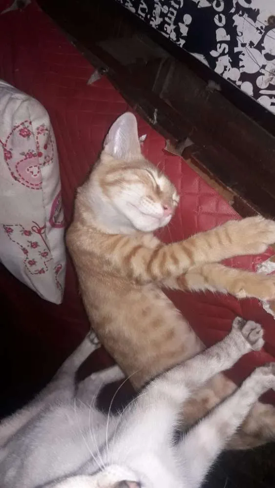 Gato ra a SRD idade 2 a 6 meses nome Ginger