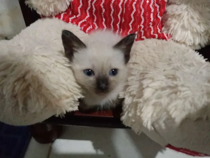 Gato raça Srd idade Abaixo de 2 meses nome Sem nome