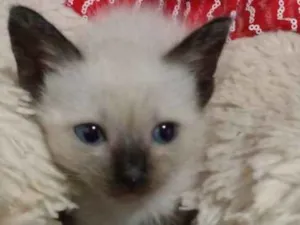 Gato raça Srd idade Abaixo de 2 meses nome Sem nome