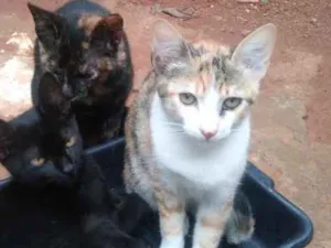 Gato raça Gato normal idade 2 a 6 meses nome Pretinha