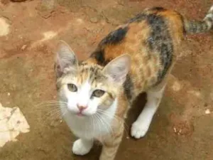 Gato raça Gato normal idade 2 a 6 meses nome Pretinha