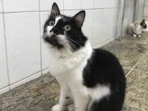 Gato raça SRD idade 1 ano nome Alice