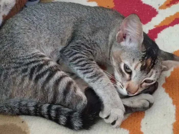 Gato ra a Desconhecida idade 2 a 6 meses nome Sem nome