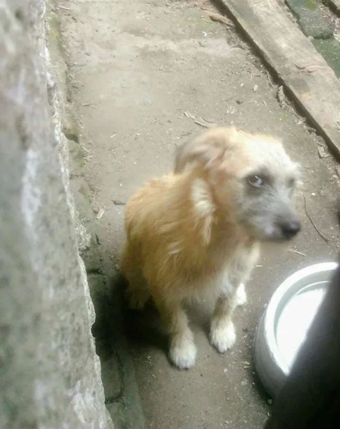 Cachorro ra a Vira lata idade 7 a 11 meses nome Aurora