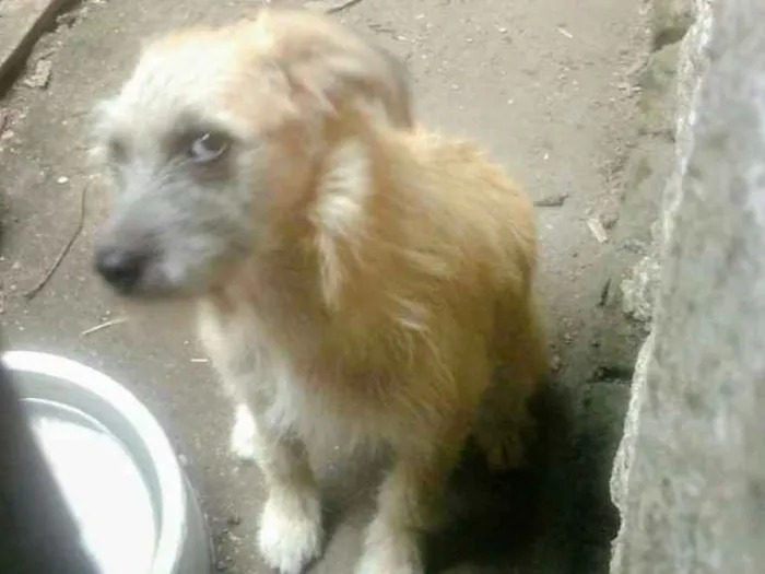 Cachorro ra a Vira lata idade 7 a 11 meses nome Aurora