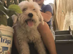Cachorro raça Maltês  idade  nome Dollar 