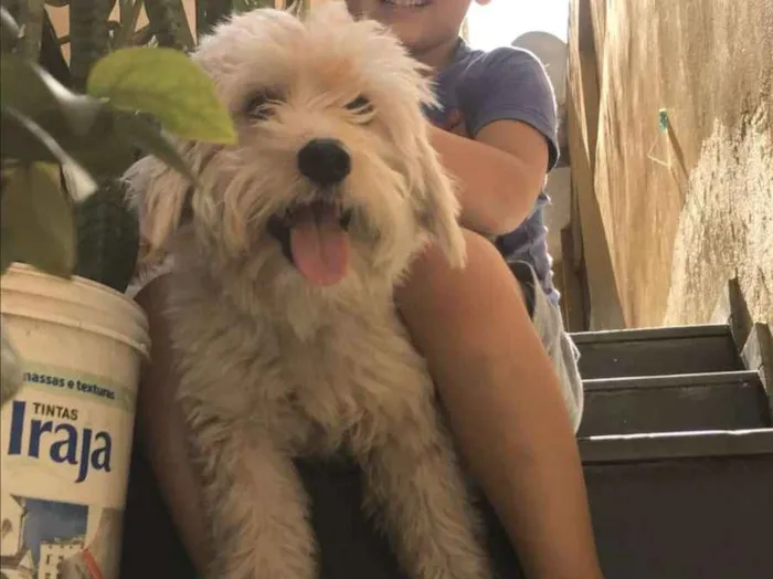 Cachorro ra a Maltês  idade  nome Dollar 