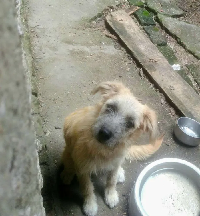 Cachorro ra a Vira lata idade 7 a 11 meses nome Aurora