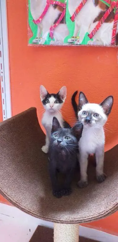 Gato ra a SRD idade 2 a 6 meses nome Black