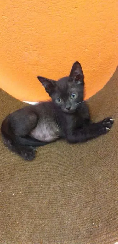 Gato ra a SRD idade 2 a 6 meses nome Black