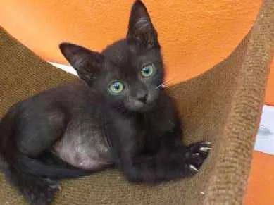 Gato ra a SRD idade 2 a 6 meses nome Black