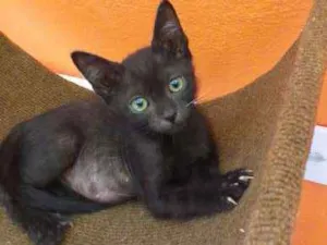 Gato raça SRD idade 2 a 6 meses nome Black