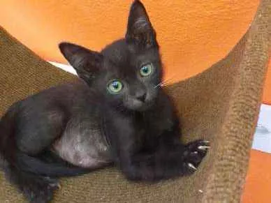 Gato ra a SRD idade 2 a 6 meses nome Black