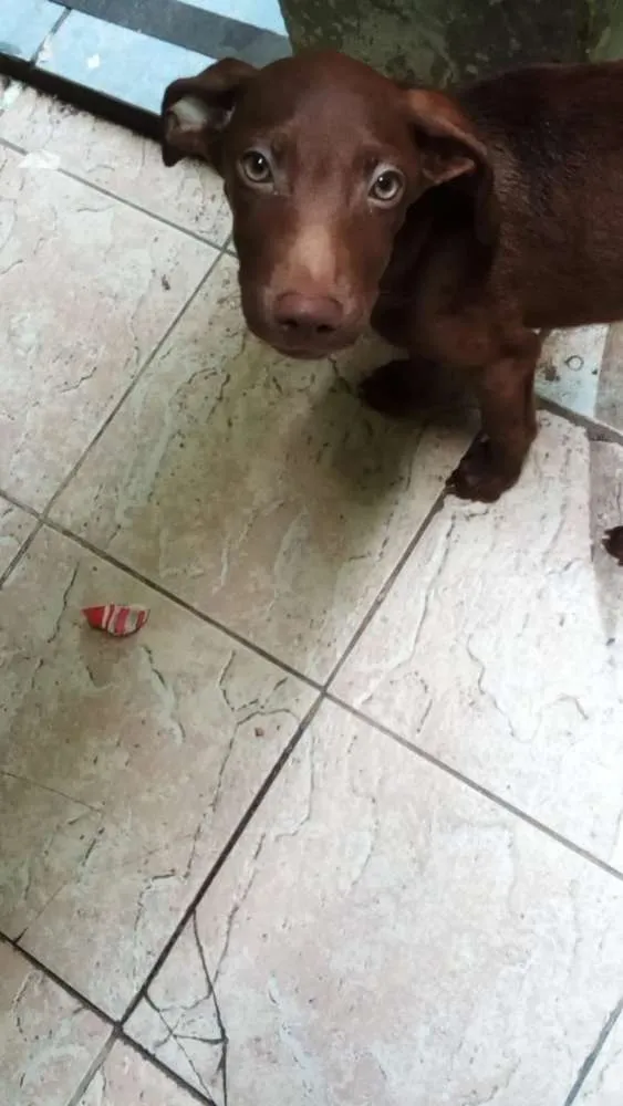 Cachorro ra a SRD idade 2 a 6 meses nome Browny