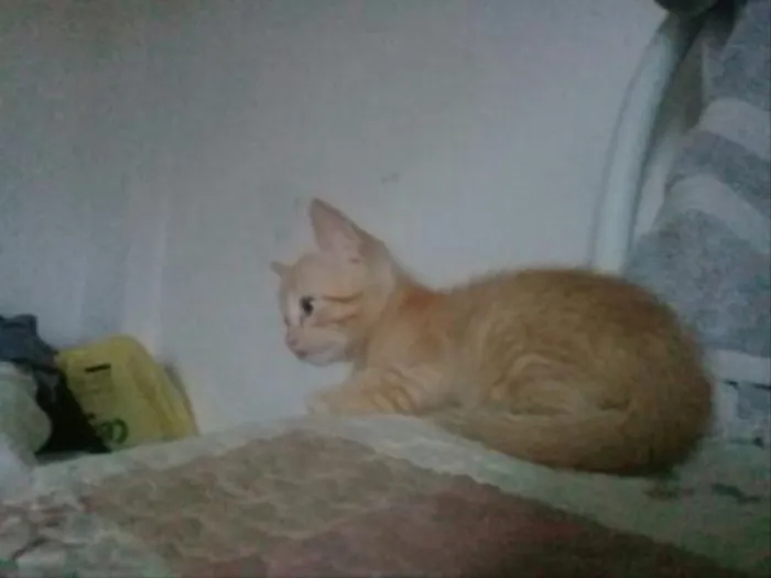 Gato raça vira lata  idade 2 a 6 meses nome Filhotes Gato 