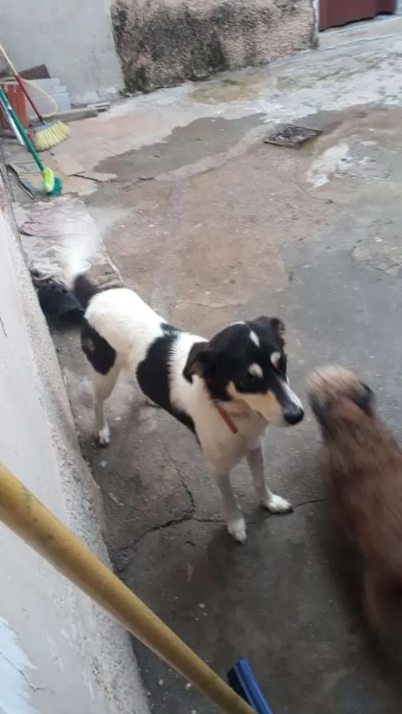 Cachorro ra a vira lata idade 4 anos nome Tico