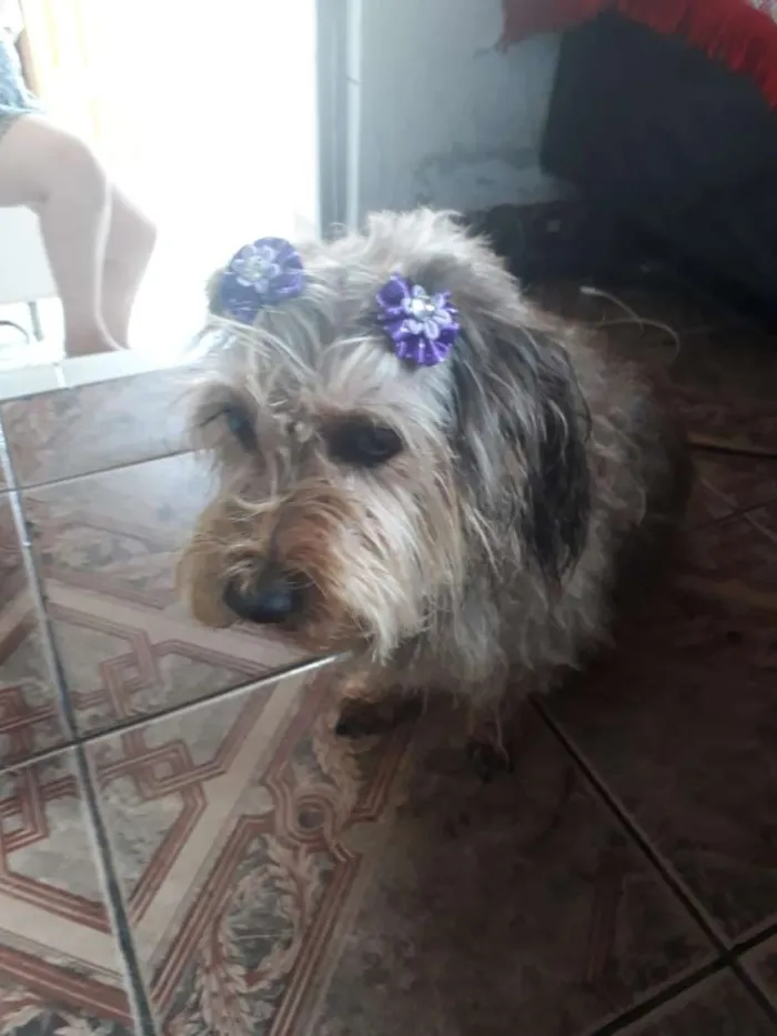 Cachorro ra a yorkshire com vira lata idade 6 ou mais anos nome Lady