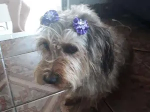 Cachorro raça yorkshire com vira lata idade 6 ou mais anos nome Lady