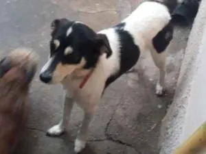 Cachorro raça vira lata idade 4 anos nome Tico